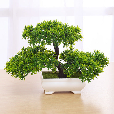 Bonsai For Home